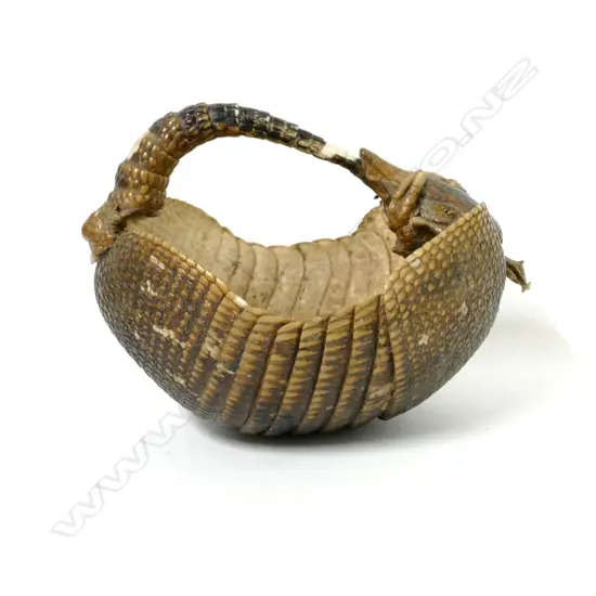 A vintage taxidermy armadillo sewing basket
