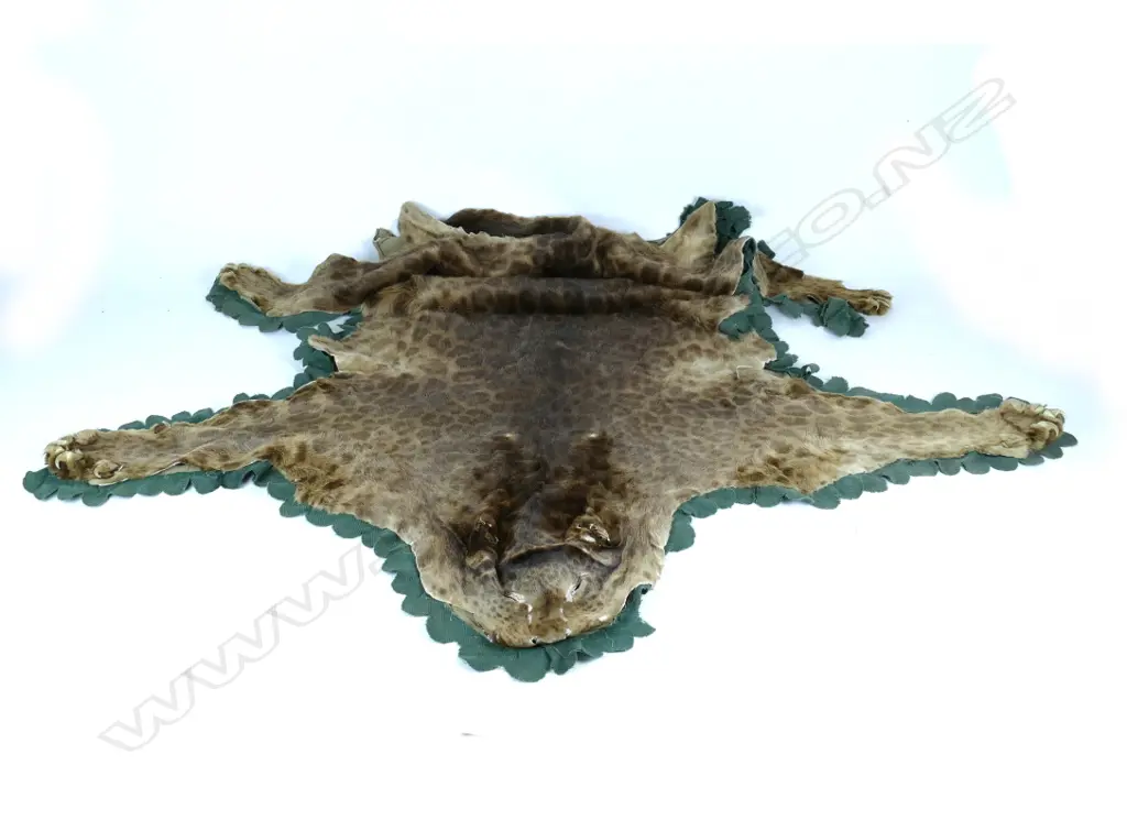 A vintage taxidermy leopard skin Image 1++