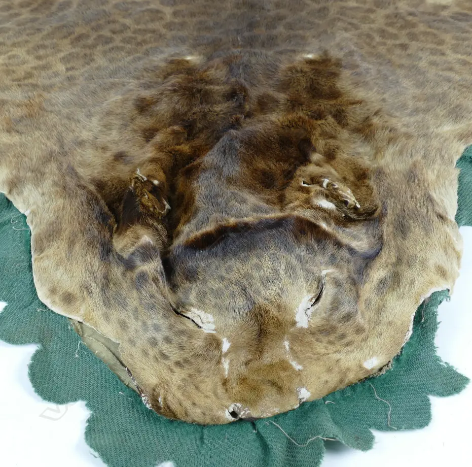 A vintage taxidermy leopard skin Image 1++