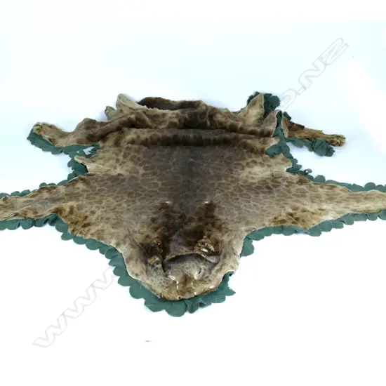 A vintage taxidermy leopard skin