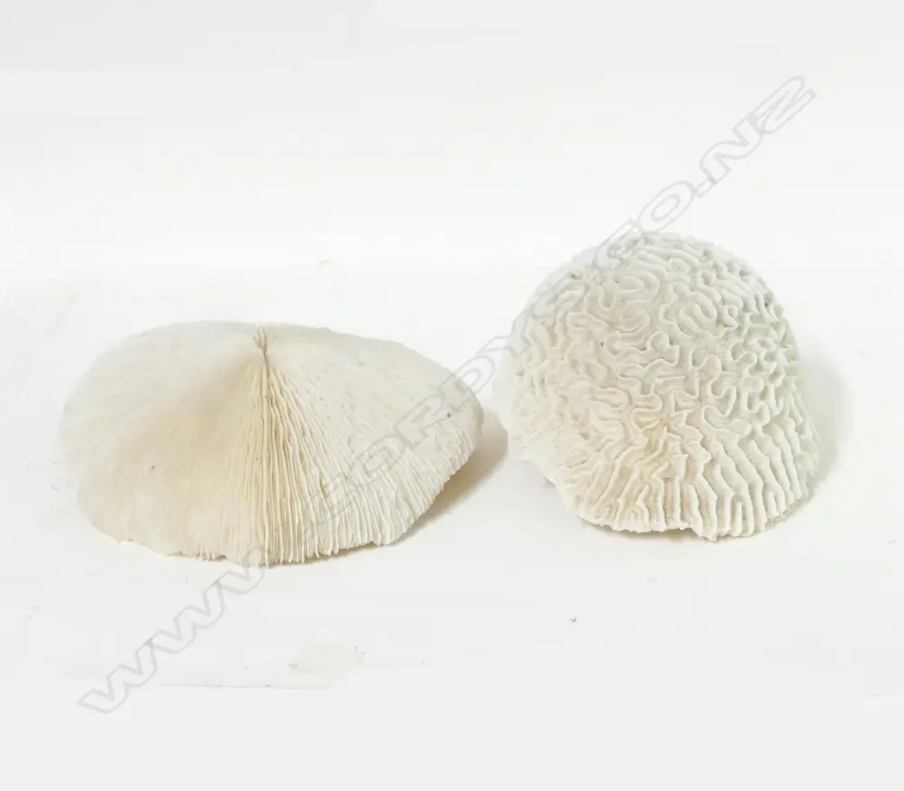 Two large impressive coral pieces Image 1++
