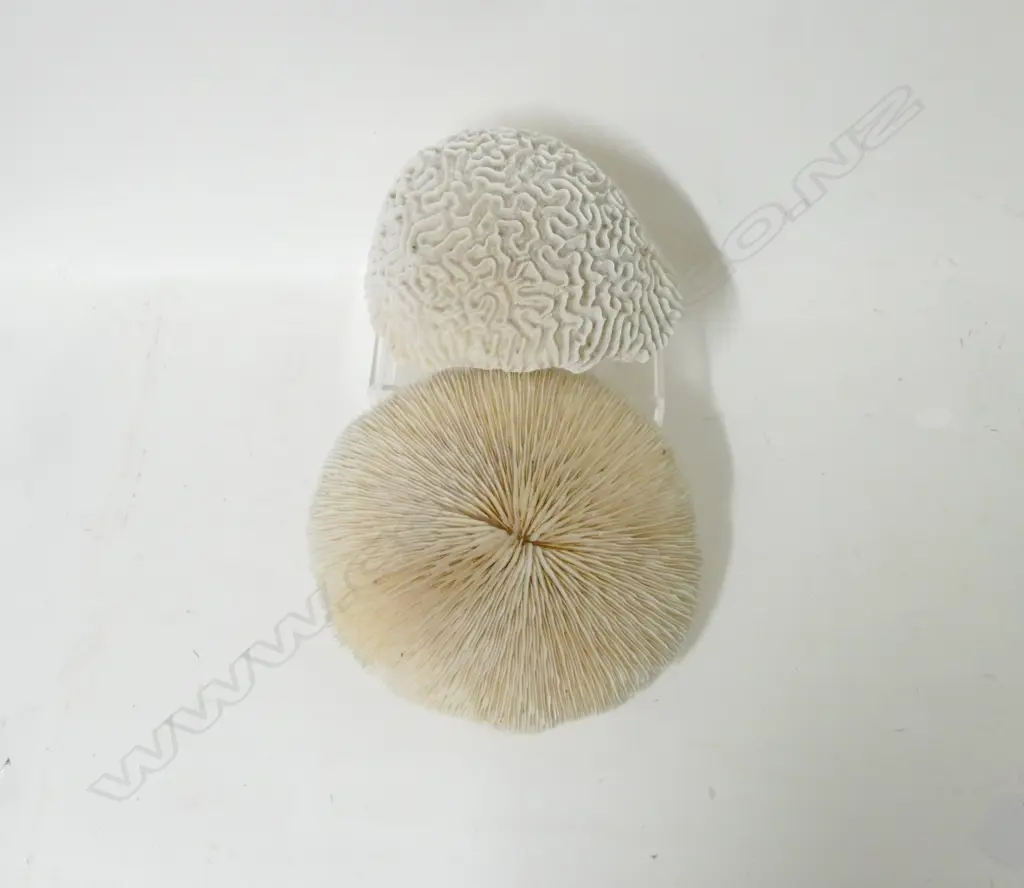 Two large impressive coral pieces Image 1++