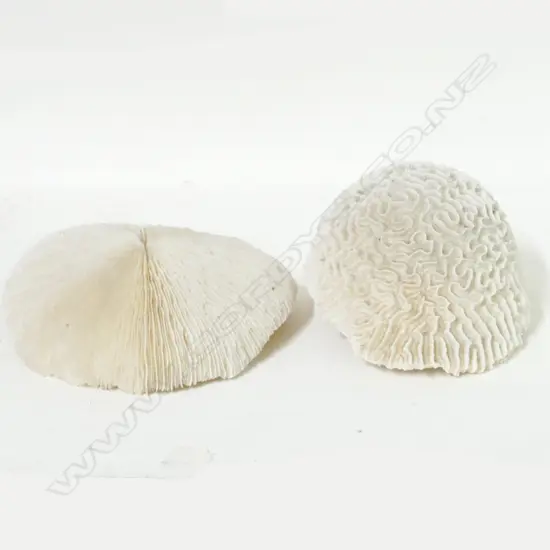 Two large impressive coral pieces