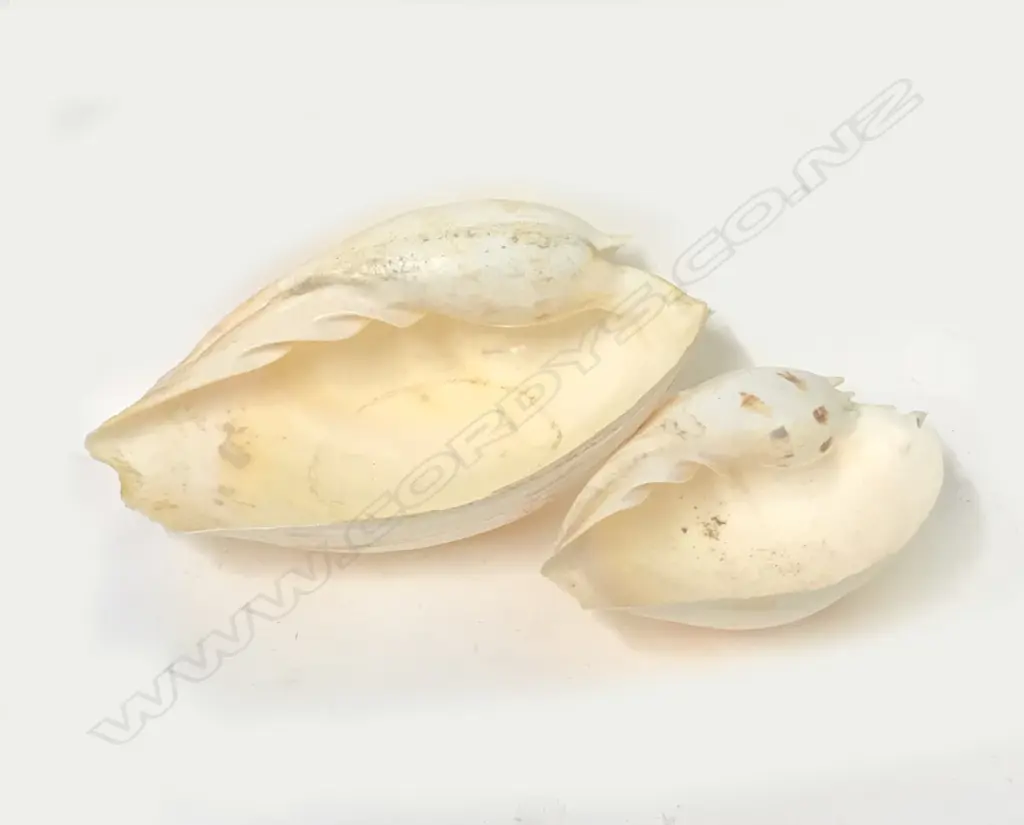 Two large cream-coloured Fijian Melo amphora (bailer) shells Image 1++