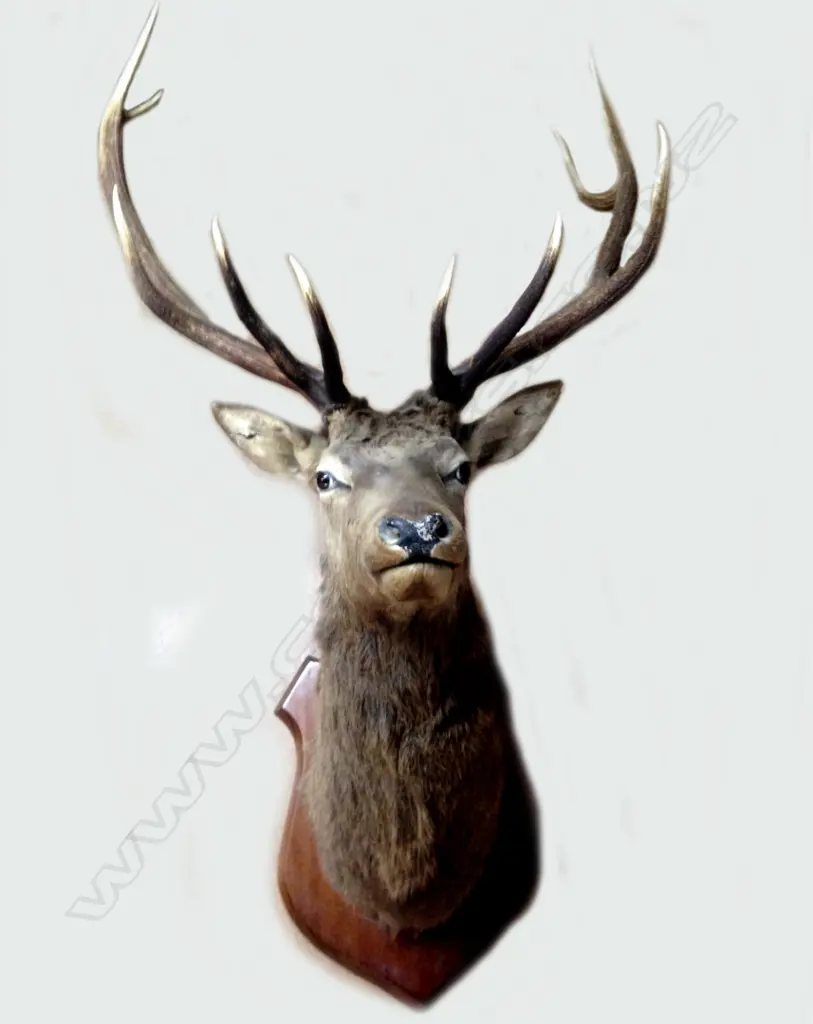 A taxidermy 10 pointer stag's head trophy Image 1++