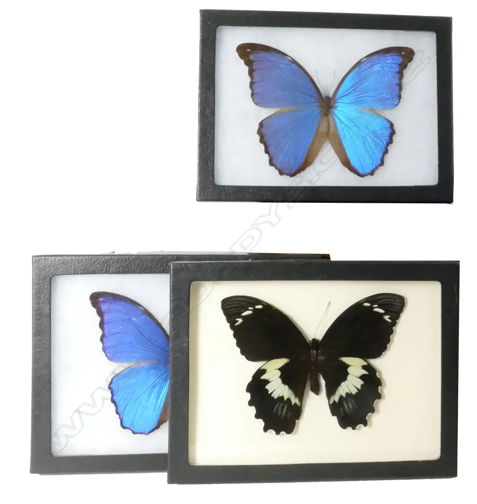 Five Riker-framed large butterflies Image 1++