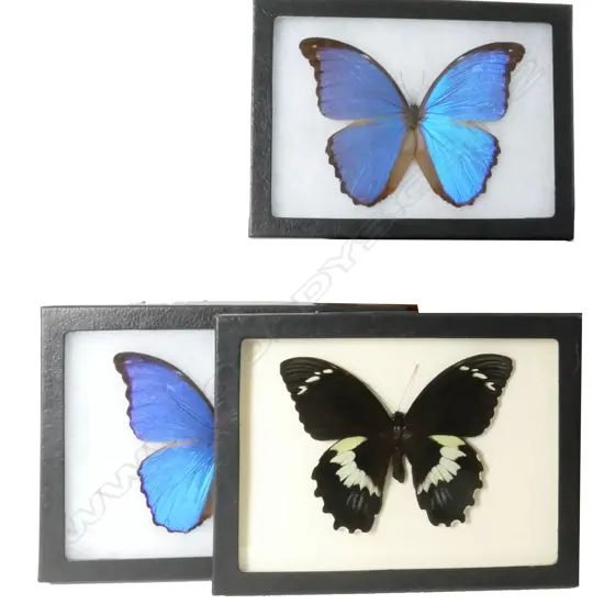 Five Riker-framed large butterflies