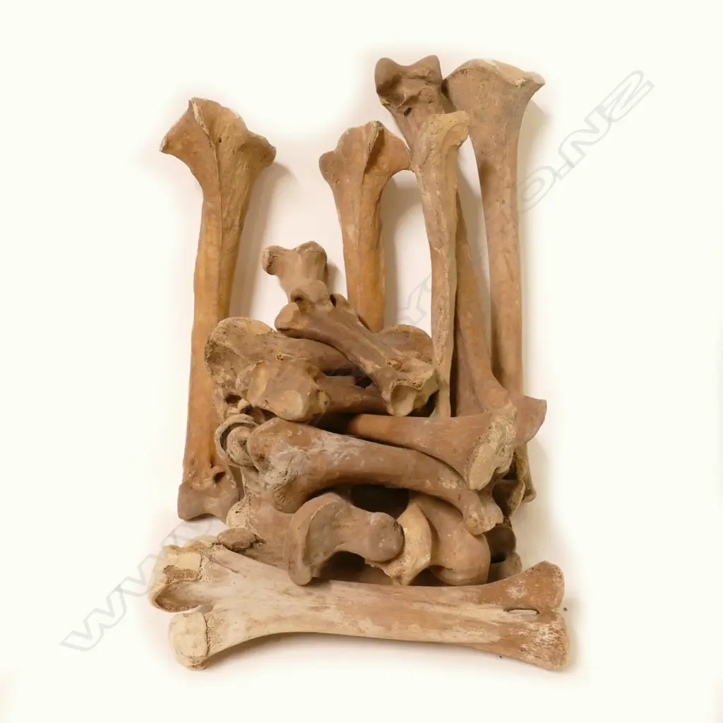 A collection of 19 moa bones Image 1++