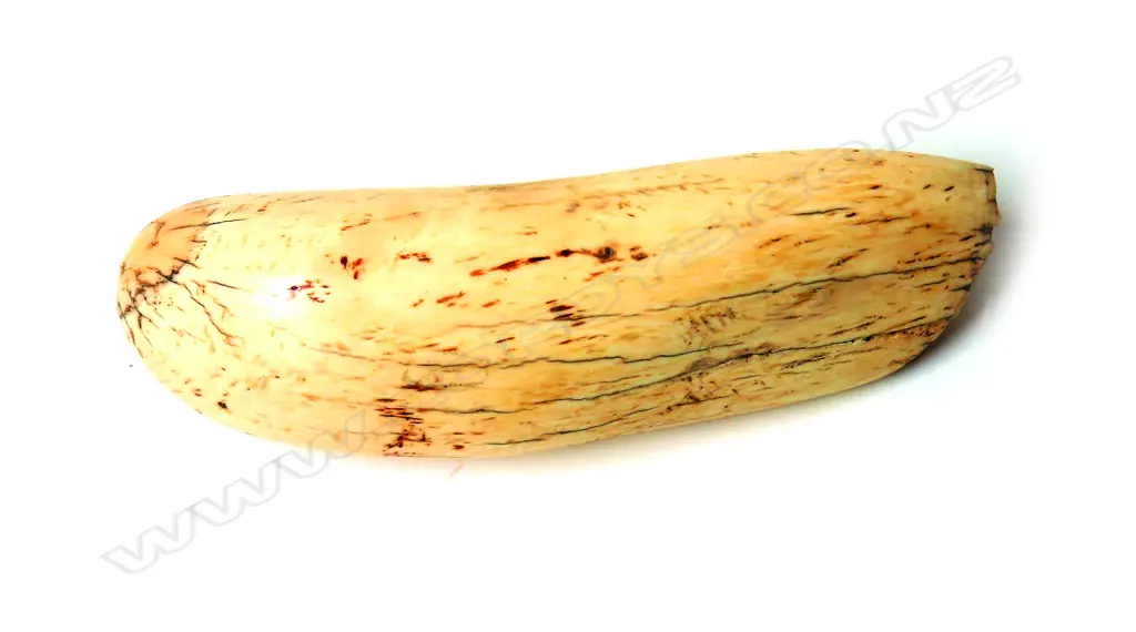 An old large sperm whale's tooth Image 1++
