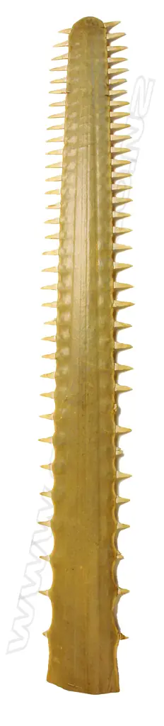 An old large sawfish bill Image 1++