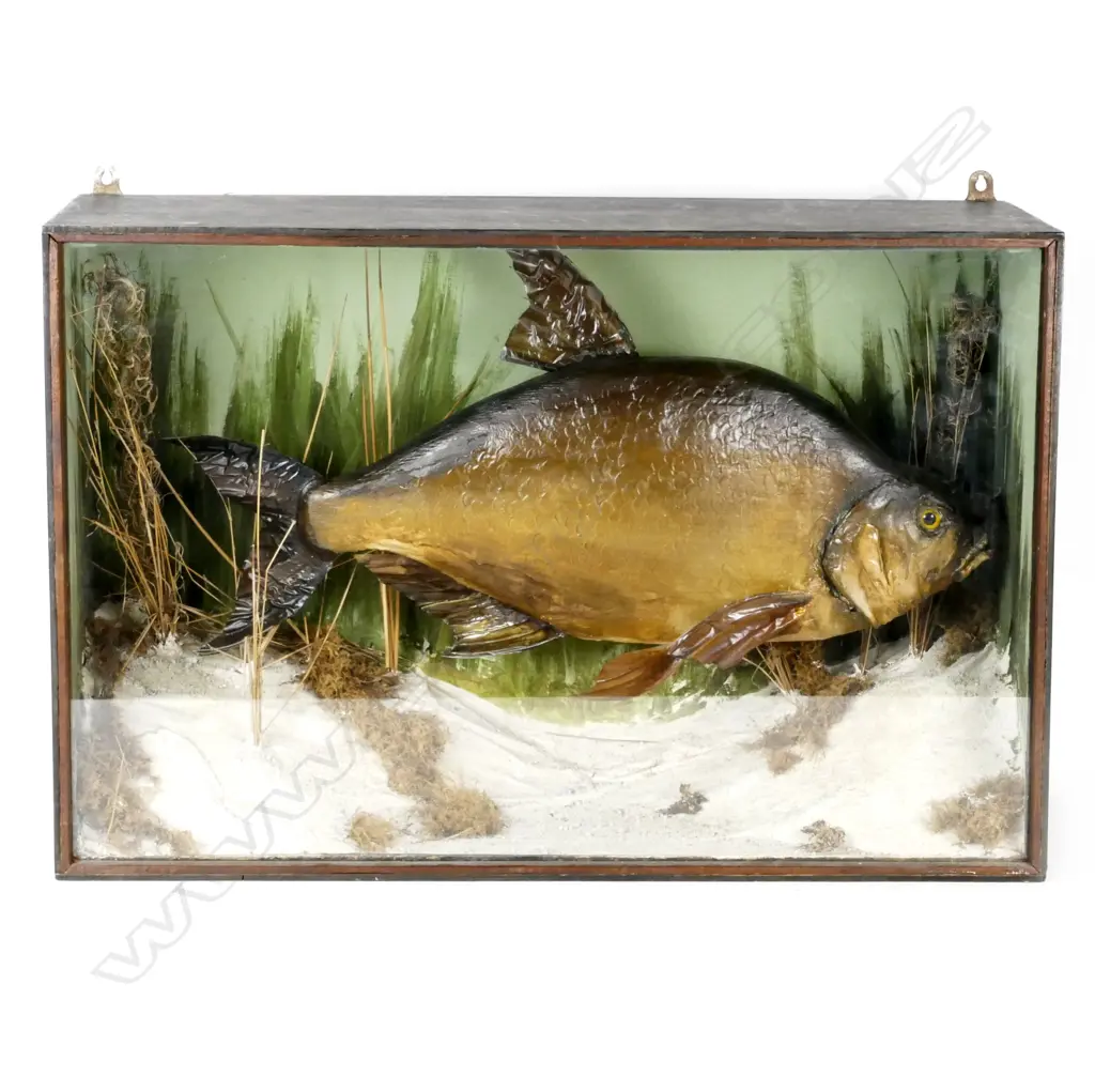 A Victorian taxidermied common bream sporting fish Image 1++