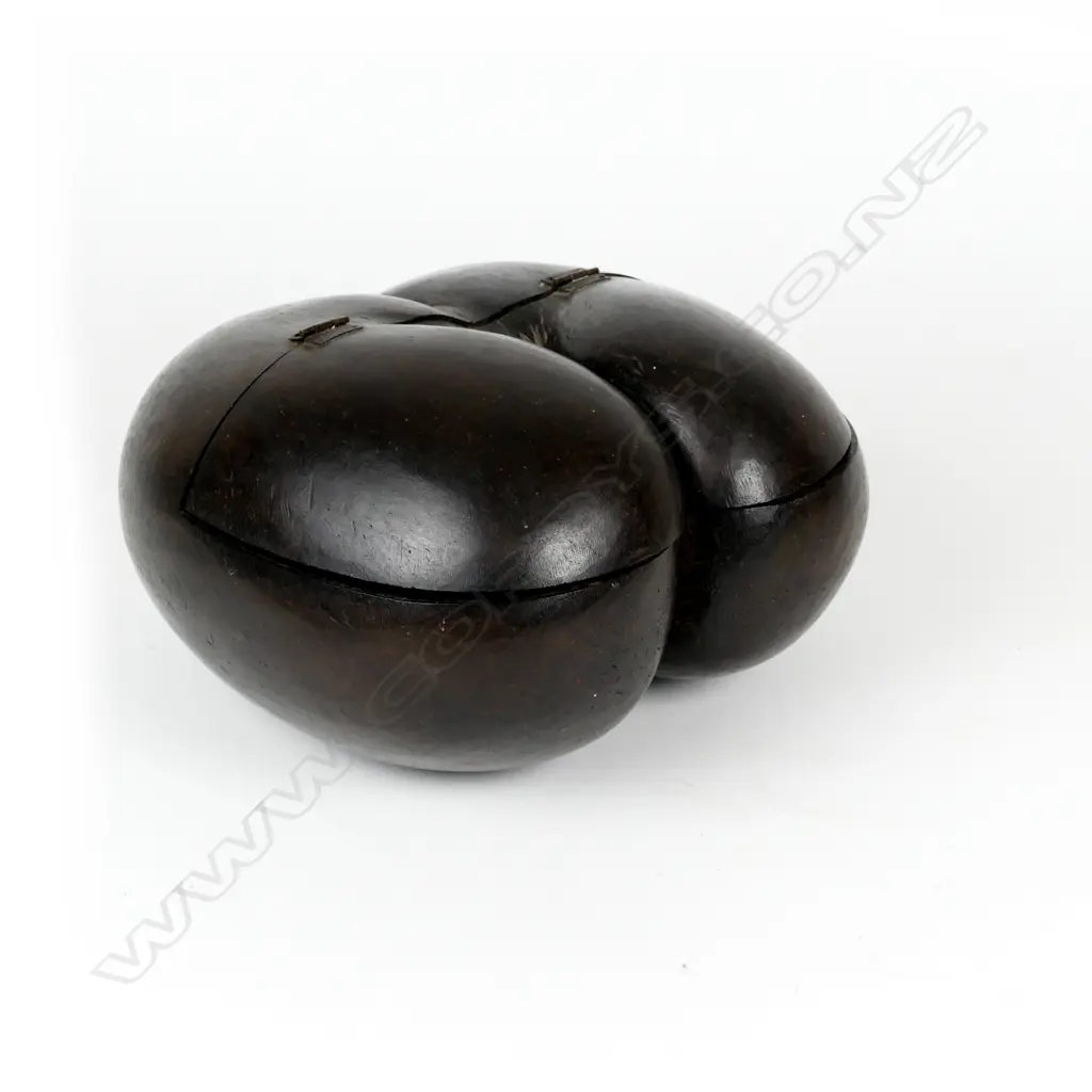 A rare coco de mer nut box Image 1++