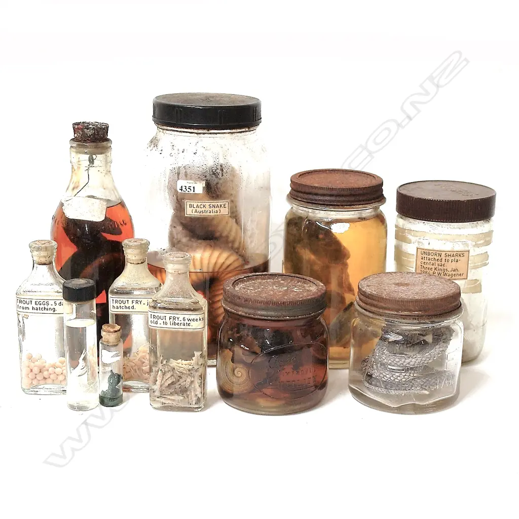 Eleven various reptile Image 1++