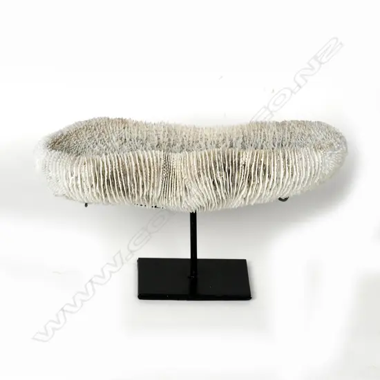 A piece of shallow dish form coral