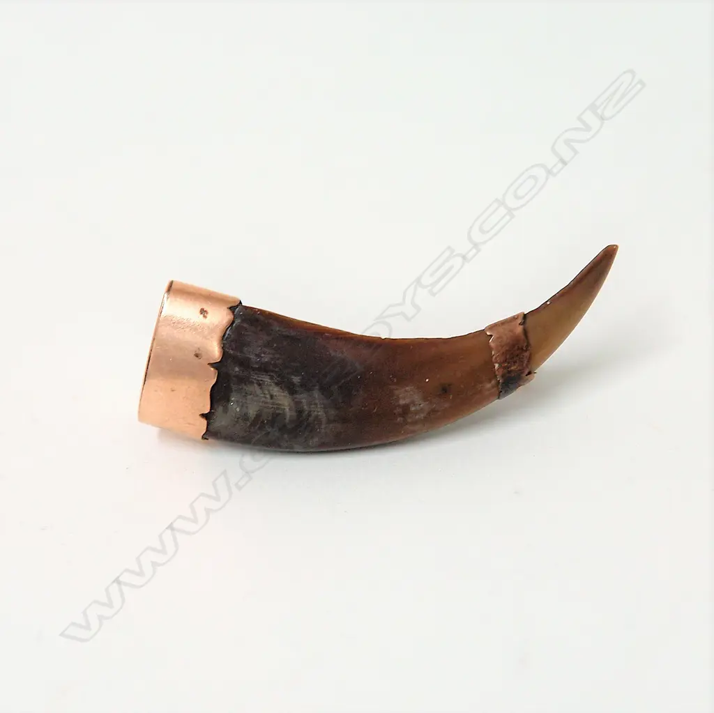 A N.Z. colonial gold mounted kea beak brooch Image 1++