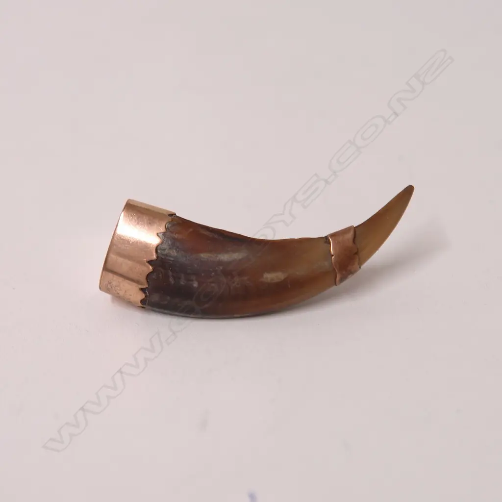 A N.Z. colonial gold mounted kea beak brooch Image 1++