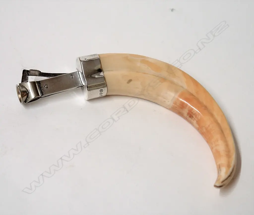 A 1920s silver and warthog tusk cigar cutter Image 1++