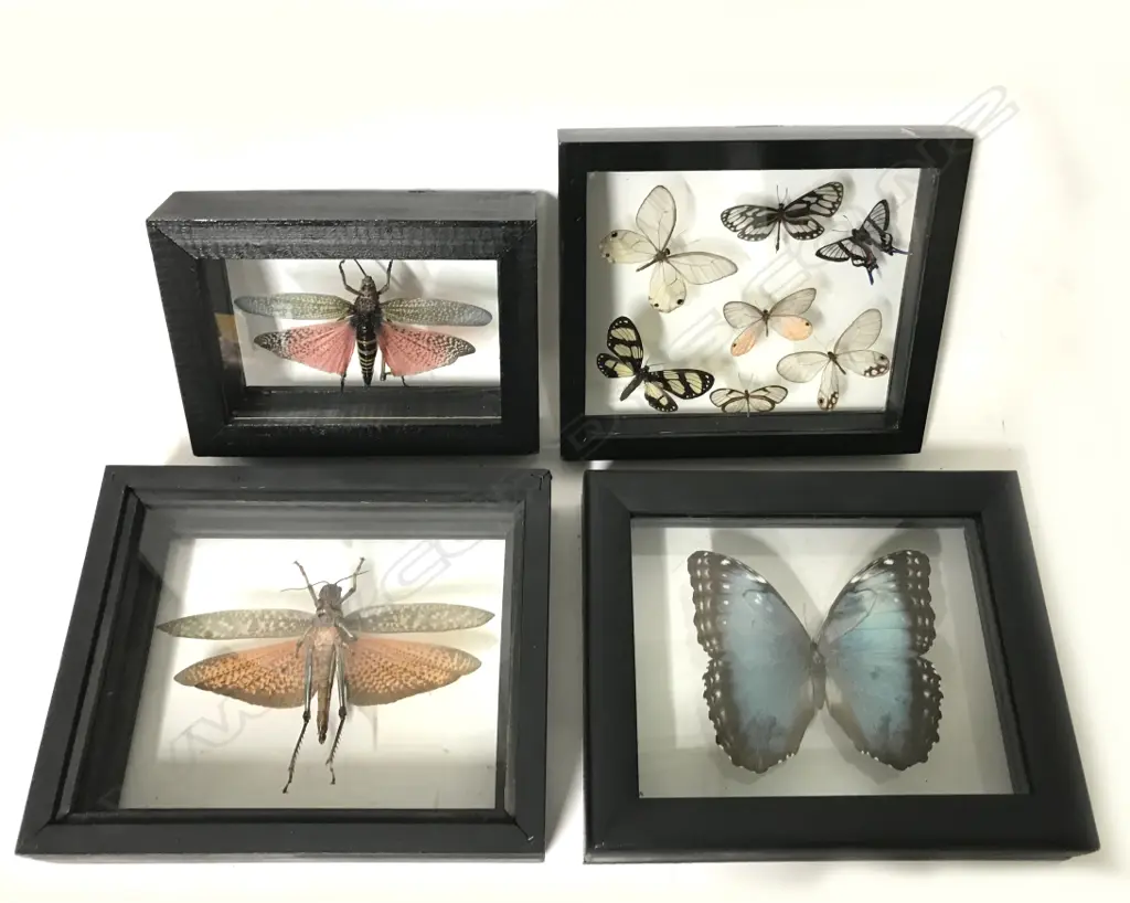 Four glazed double-sided display frames of butterflies and grasshoppers Image 1++