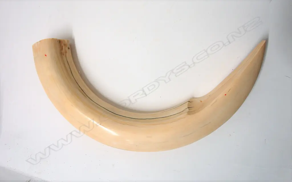 An impressive large hippopotamus tusk Image 1++