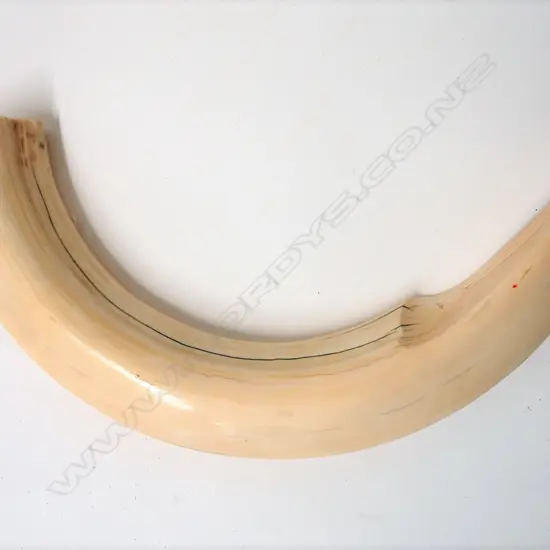 An impressive large hippopotamus tusk