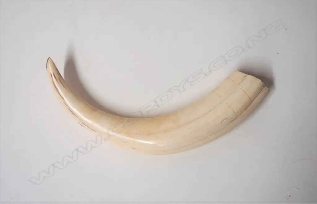 A small old hippopotamus tusk Image 1++
