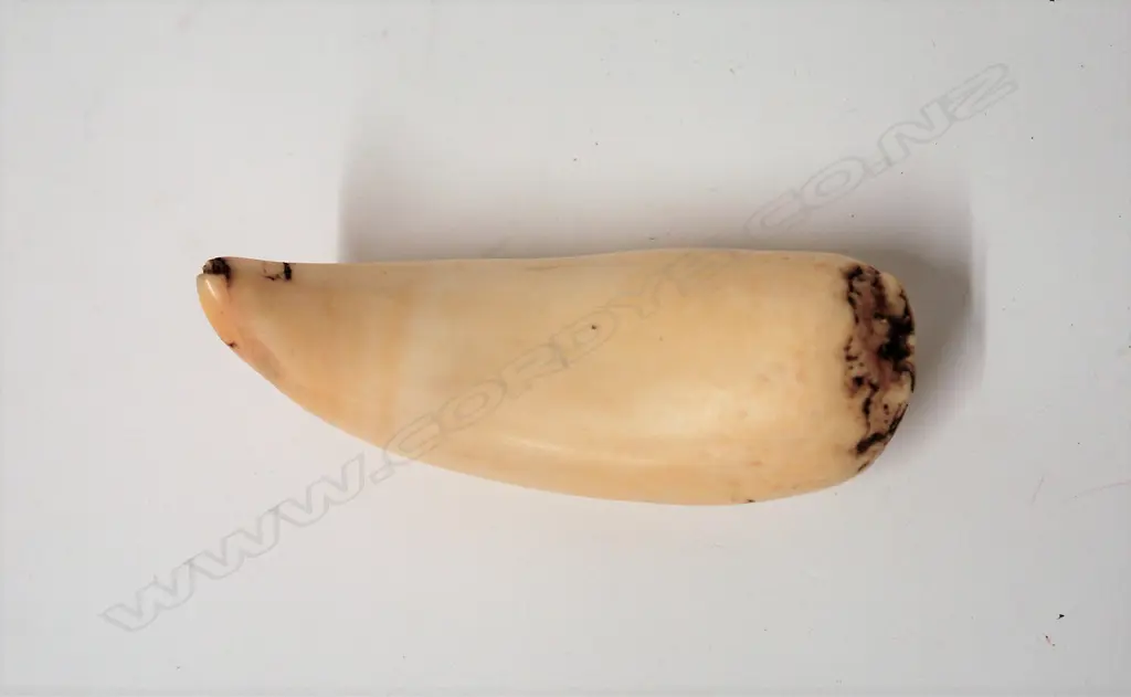 An old semi-polished Fijian tabua (sperm whale tooth) Image 1++