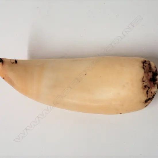 An old semi-polished Fijian tabua (sperm whale tooth)