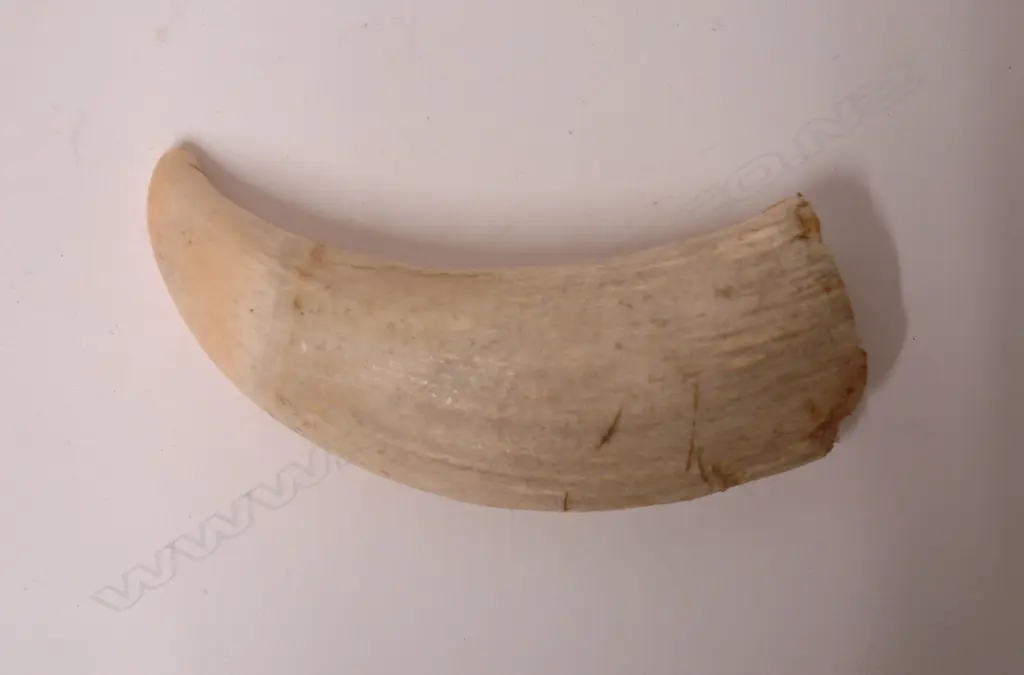 An old sperm whale tooth Image 1++