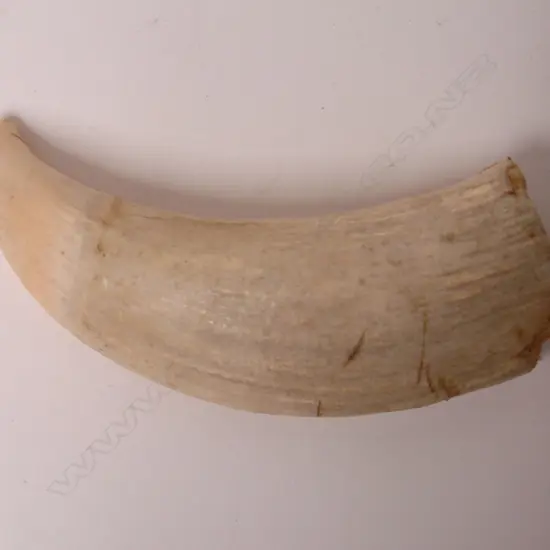An old sperm whale tooth