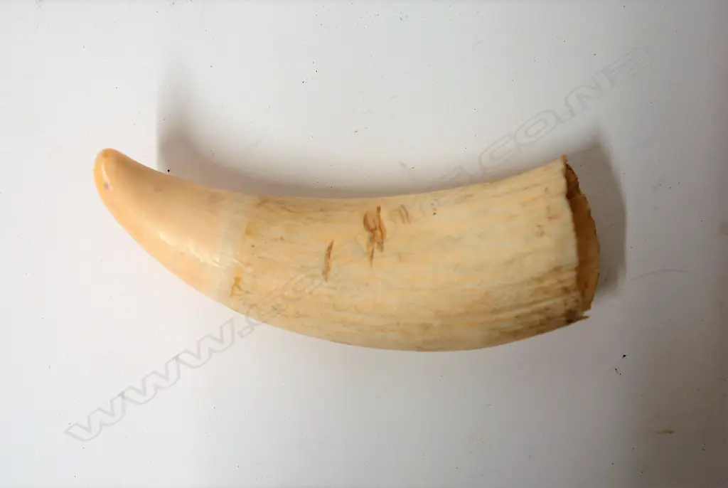 An old sperm whale tooth Image 1++