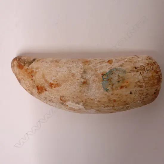 An old sperm whale tooth