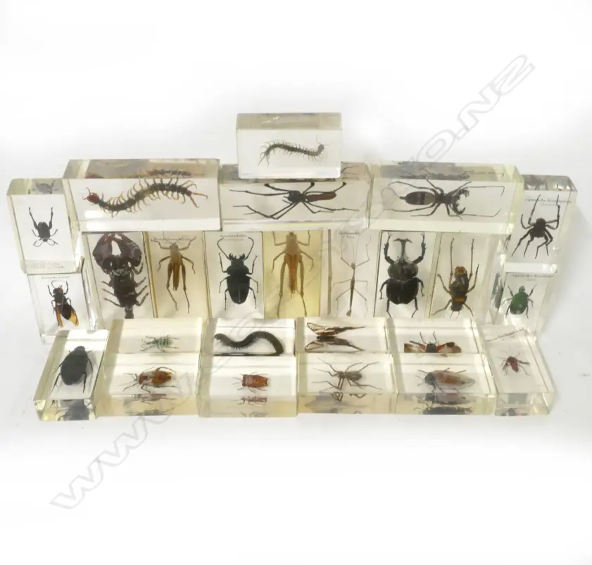 25 taxidermied insects Image 1++