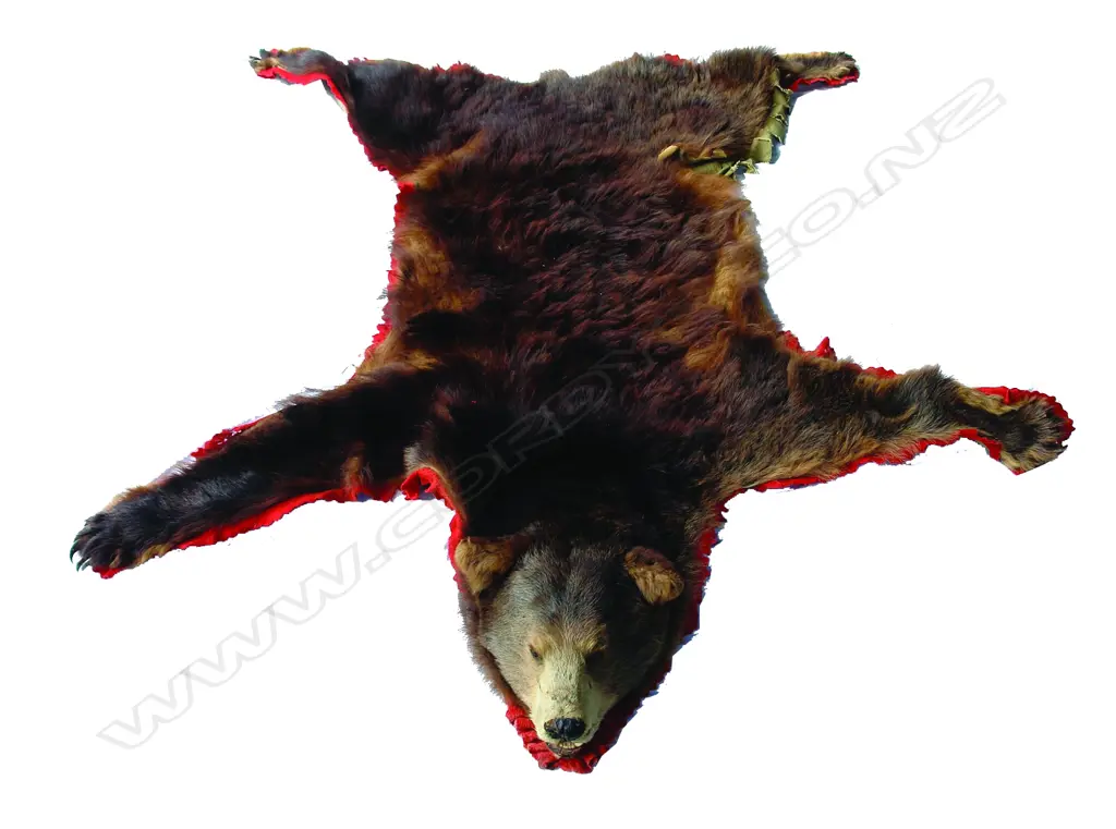 An American black bear skin with head Image 1++