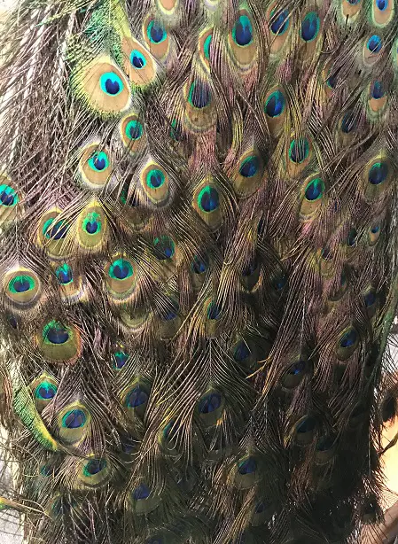 A taxidermied male peacock Image 1++