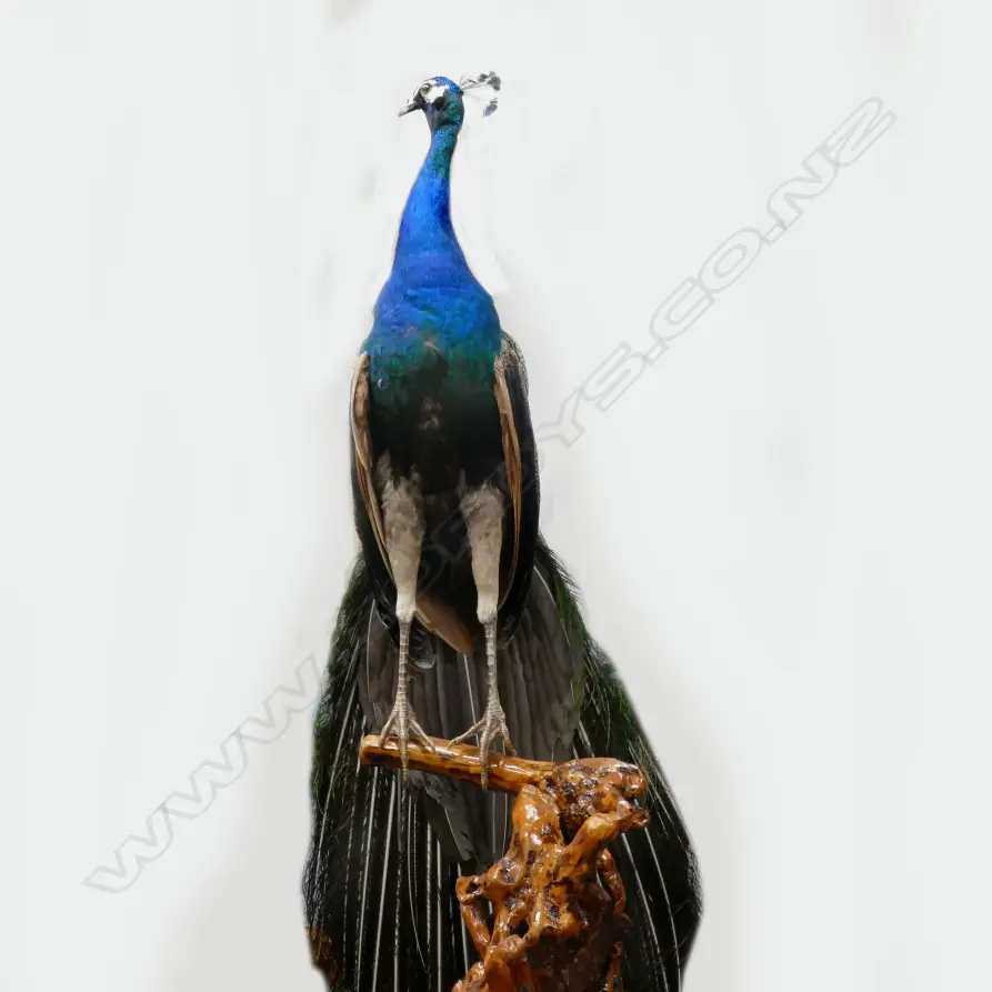 A taxidermied male peacock Image 1++