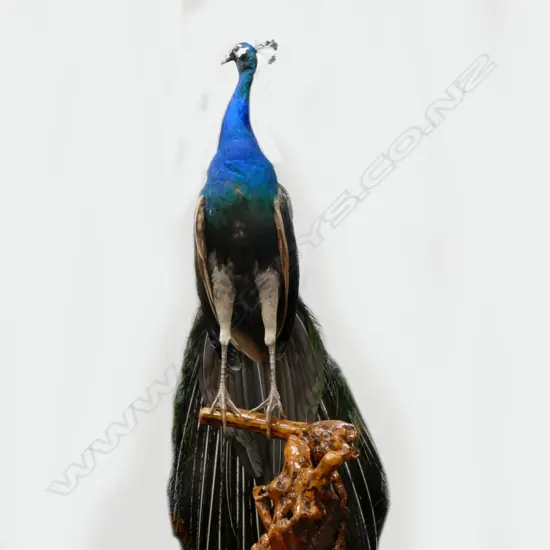 A taxidermied male peacock