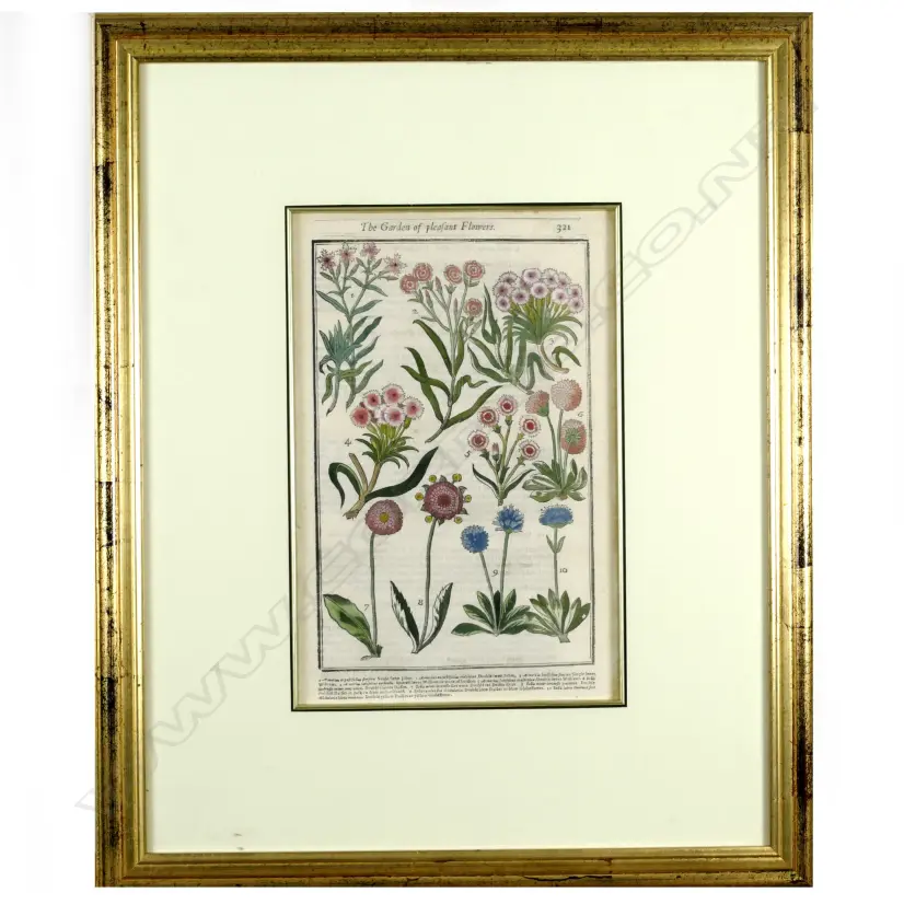 Three botanical prints from 'The Garden of Pleasant Flowers' Image 1++