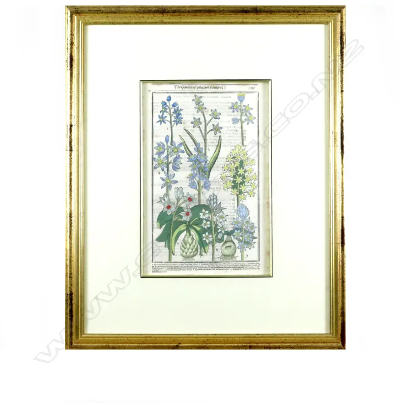 Three botanical prints from 'The Garden of Pleasant Flowers' Image 1++