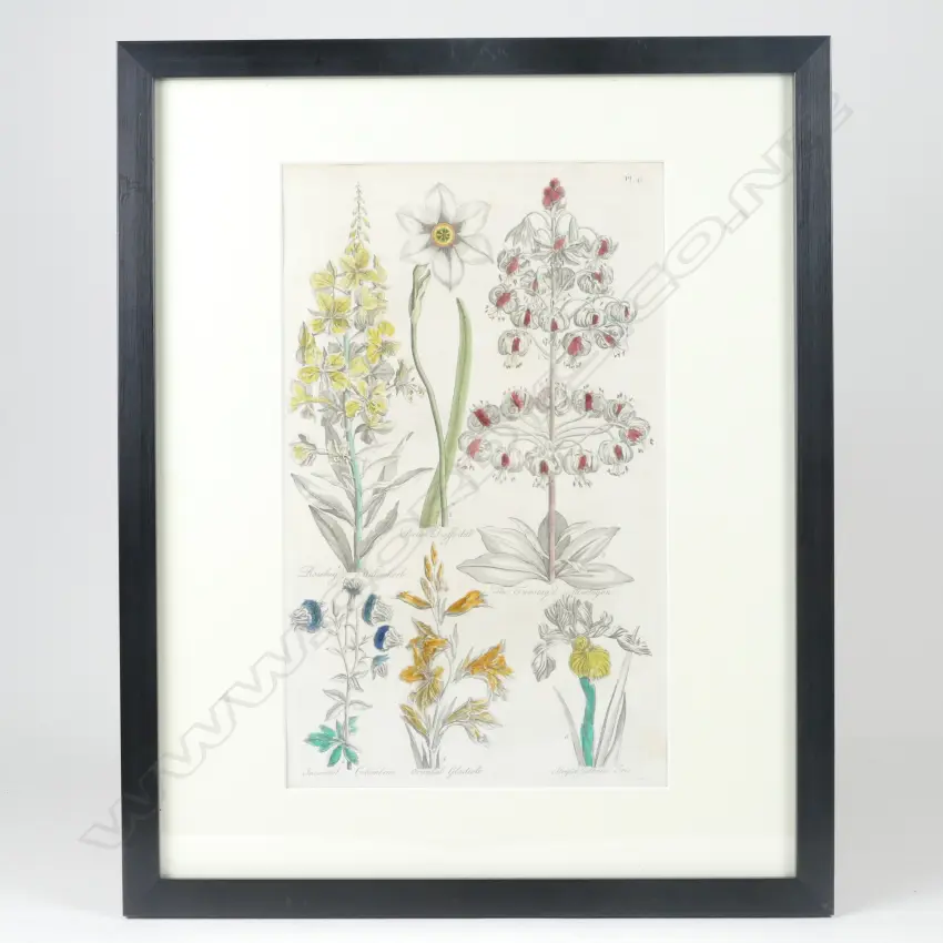 4 18thC BOTANICAL COPPER PLATE ENGRAVINGS  Image 1++