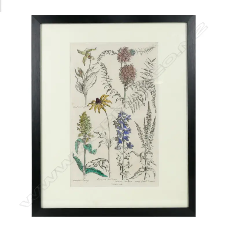 4 18thC BOTANICAL COPPER PLATE ENGRAVINGS  Image 1++