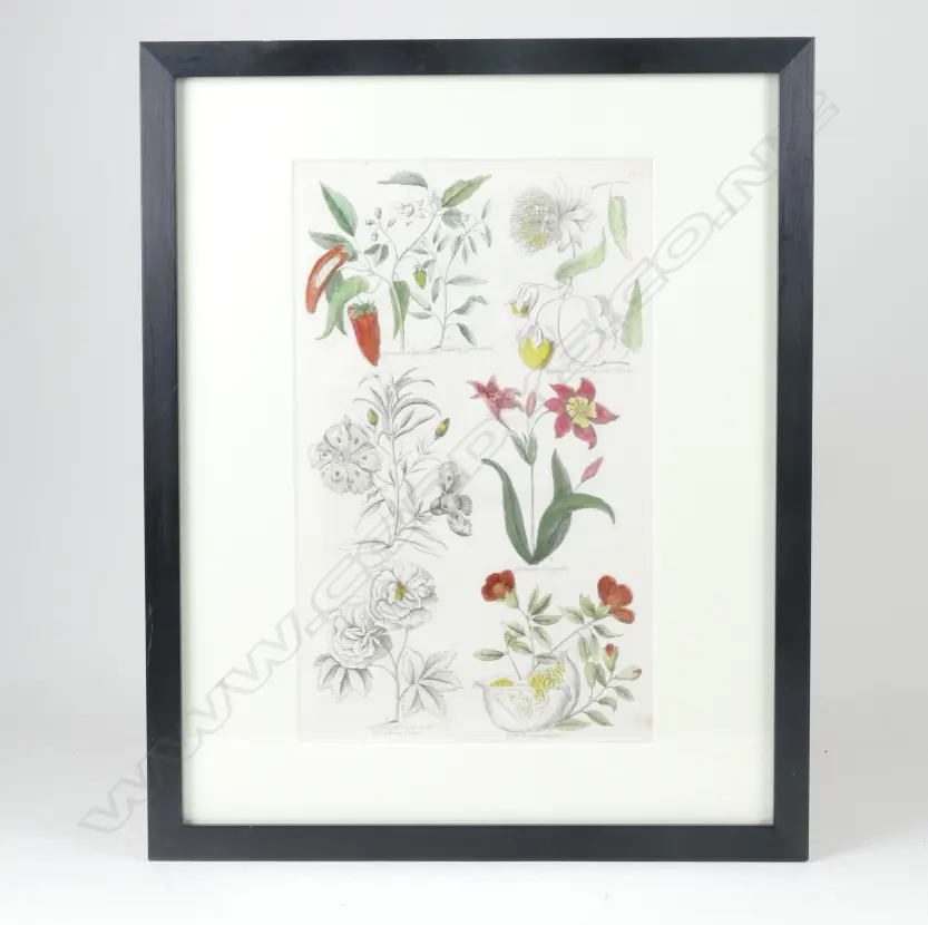 4 18thC BOTANICAL COPPER PLATE ENGRAVINGS  Image 1++