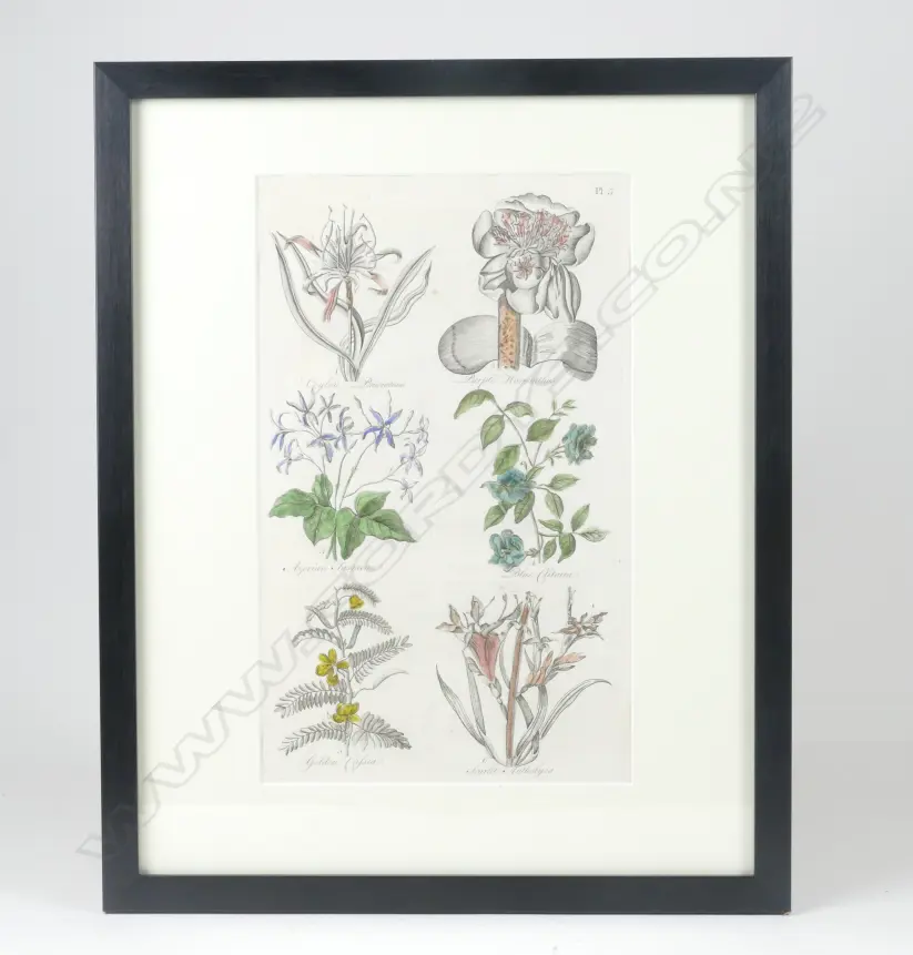 4 18thC BOTANICAL COPPER PLATE ENGRAVINGS  Image 1++