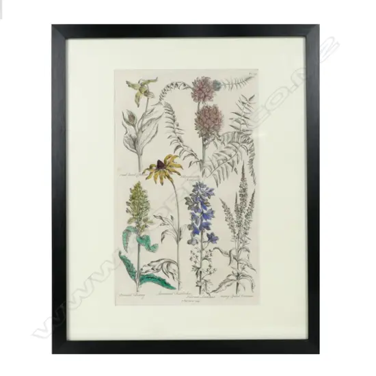 4 18thC BOTANICAL COPPER PLATE ENGRAVINGS 