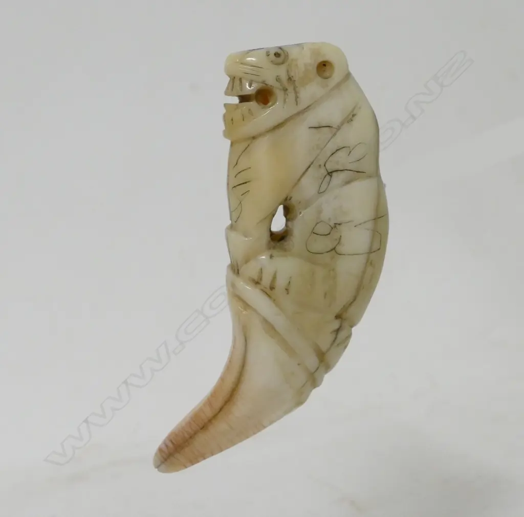 A polar bear incisor tooth Image 1++