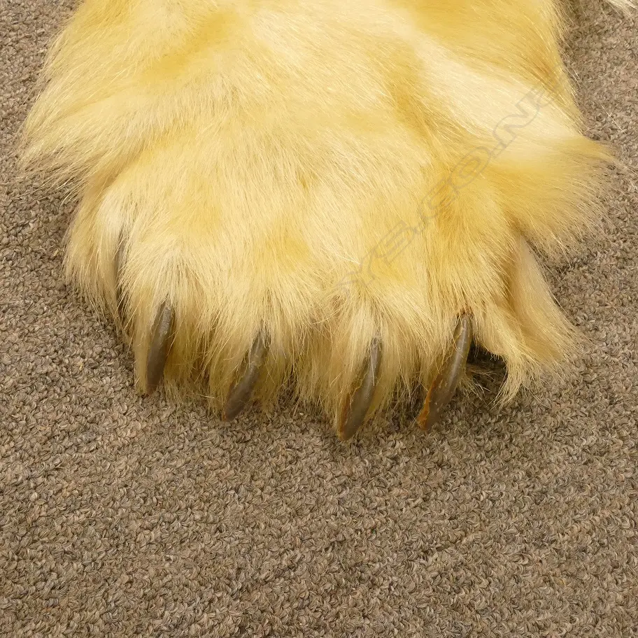 A large polar bear rug Image 1++