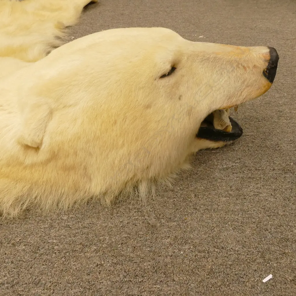 A large polar bear rug Image 1++