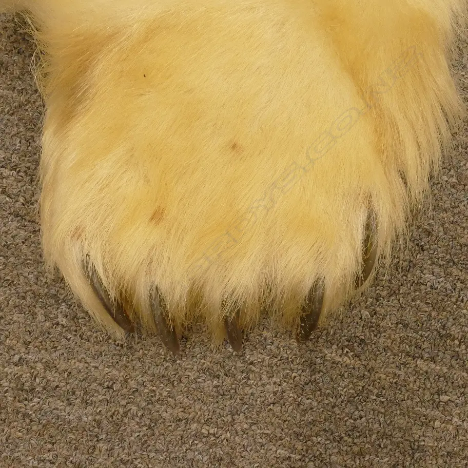 A large polar bear rug Image 1++