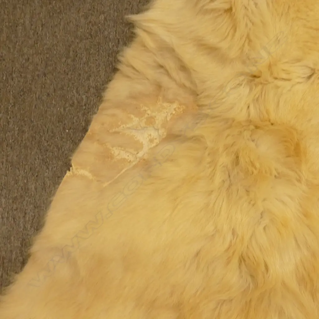 A large polar bear rug Image 1++