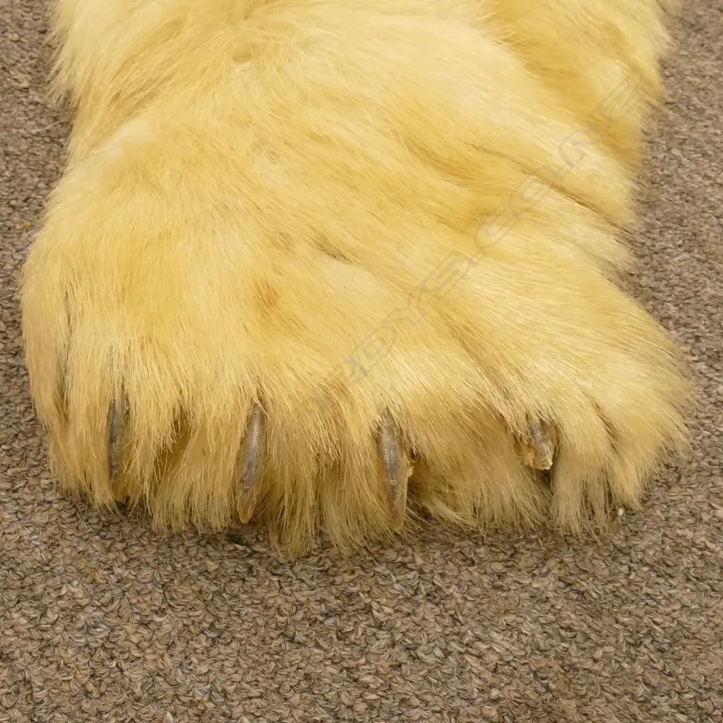 A large polar bear rug Image 1++