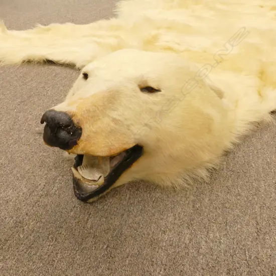 A large polar bear rug